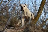 BOULEDOGUE AMERICAIN 200